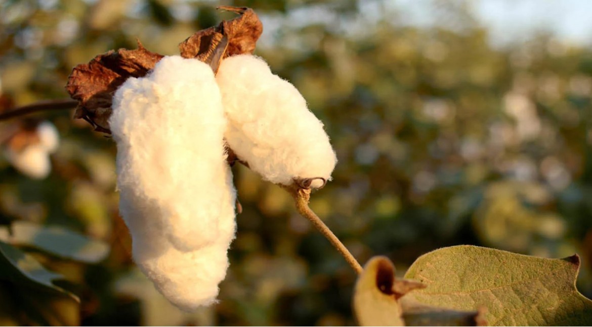 Ventajas de las hamacas de algodón orgánico